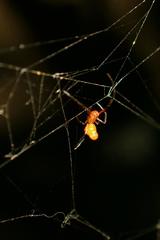 Argyrodes miltosus