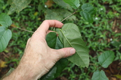 Sterculia quadrifida