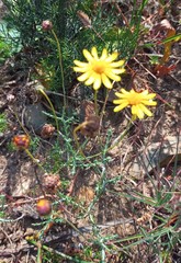 Ursinia discolor