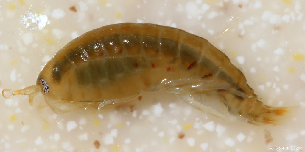 Pontogammaridae