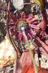 Ursinia discolor