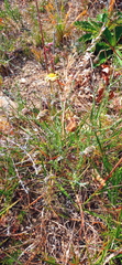 Ursinia discolor