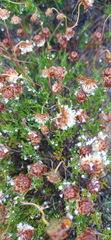 Ursinia discolor