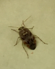 Tropidosteptes quercicola
