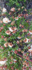 Ursinia discolor