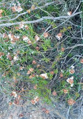 Ursinia discolor