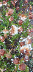 Ursinia discolor
