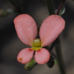 Stylidium salmoneum
