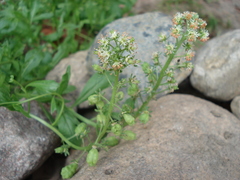 Reseda odorata