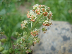 Reseda odorata