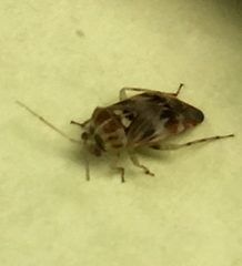 Tropidosteptes quercicola