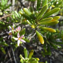 Strumpfia maritima