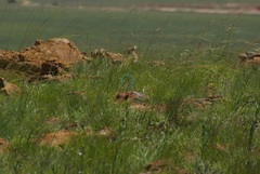 Agama aculeata distanti