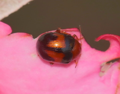 Rhembastus variabilis