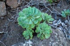 Aeonium ciliatum
