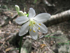 Proiphys amboinensis