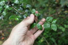 Psydrax odorata buxifolia