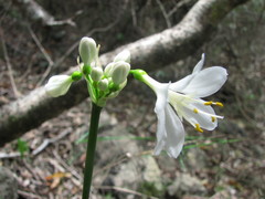 Proiphys amboinensis