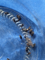 Paranovelsis bitaeniatus