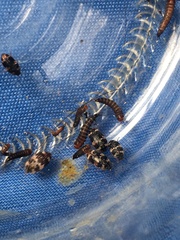 Paranovelsis bitaeniatus