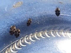 Paranovelsis bitaeniatus