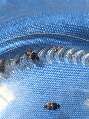 Paranovelsis bitaeniatus