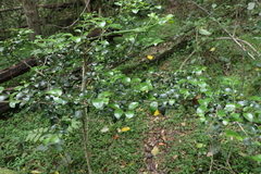 Psydrax odorata buxifolia