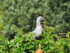 Columba trocaz
