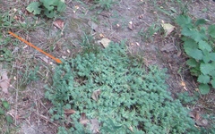 Sedum pallidum