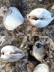 Corbicula fluminalis