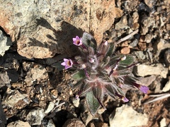 Collomia diversifolia
