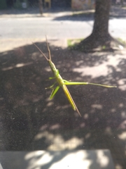Orthoptera