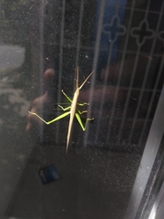 Orthoptera
