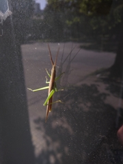 Orthoptera