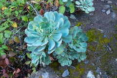 Aeonium ciliatum