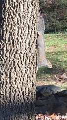 Sciurus carolinensis