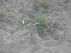 Glandularia dissecta