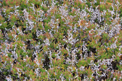 Delosperma uncinatum