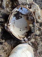 Corbicula fluminalis