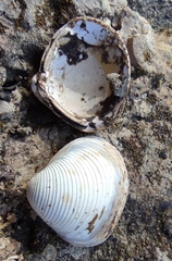 Corbicula fluminalis