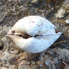 Corbicula fluminalis