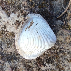 Corbicula fluminalis
