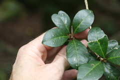 Acronychia pauciflora