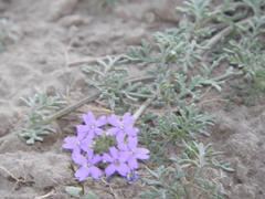 Glandularia dissecta