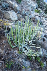 Ceropegia dichotoma