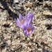 Late Crocus - Photo (c) MDavid, some rights reserved (CC BY-NC-SA), uploaded by MDavid