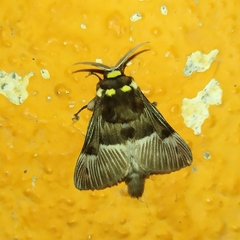 Megalopyge radiata