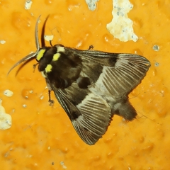 Megalopyge radiata