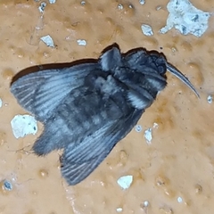Megalopyge radiata