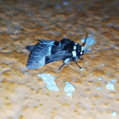 Megalopyge radiata